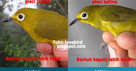 8 Perbedaan Pleci Jantan Dan Betina Dari Fisiknya Gambar Dan Perbedaan