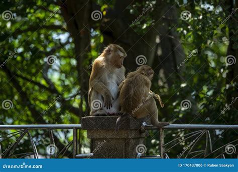 Monkeys In Phuket Thailand Macaca Leonina Northern Pig Tailed