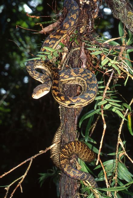 Snakes | Wet Tropics Management Authority