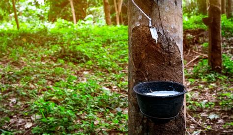 premium photo rubber tree plantation rubber tapping  rubber tree