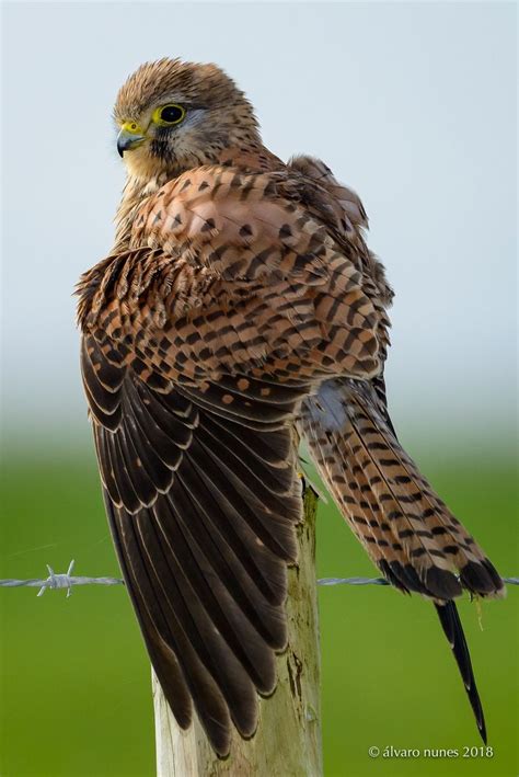 Peneireiro Vulgar Common Kestrel Falco Tinnunculus Kestrel Birds