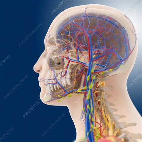 Head And Neck Anatomy Poster