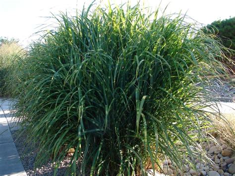 Zone 5 Grasses Selecting The Best Grasses For Zone 5 Gardens Gardening Know How