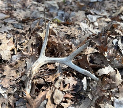 Finding Antler Sheds: A Guide to Prime Locations – TalkingWhitetails.com