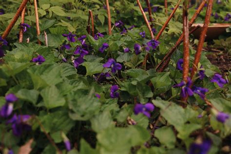 Plant Medicine: Wild Violet Benefits and Uses — CALICO AND TWINE