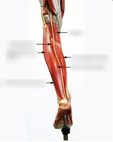 MUSCLE- LEG POSTERIOR DEEP Diagram | Quizlet