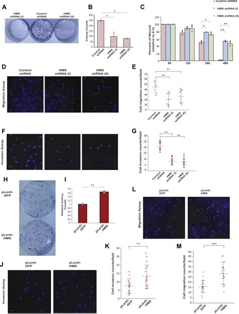 The Lncrna Hms Recruits Rna Binding Protein Hur To Stabilize The Utr