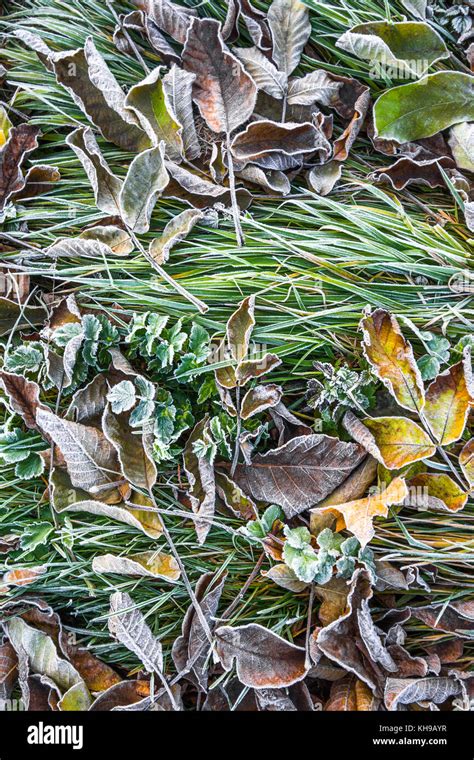 Frost on leaves and grass Stock Photo - Alamy