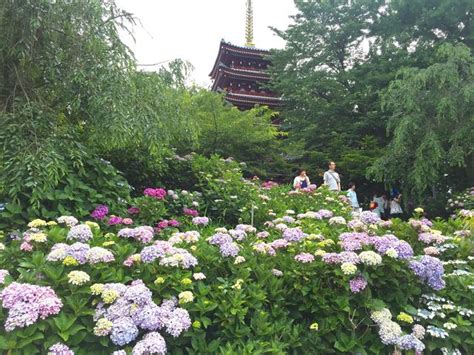 本土寺（あじさい寺）の写真一覧 - じゃらんnet