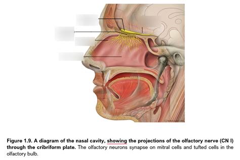 1.9 Diagram of Nasal Cavity Diagram | Quizlet