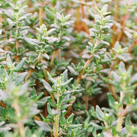 thyme winter fairbanks seeds  zealand