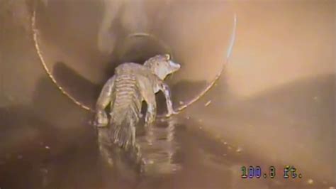 Alligator Spotted Roaming Florida City S Underground Stormwater Pipes