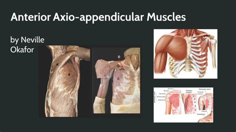 Anterior Axio Appendicular Muscles By Neville Gregory Okafor On Prezi