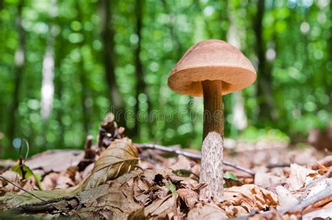 Edible Brown Mushroom Leccinum Scabrum Stock Image Image Of