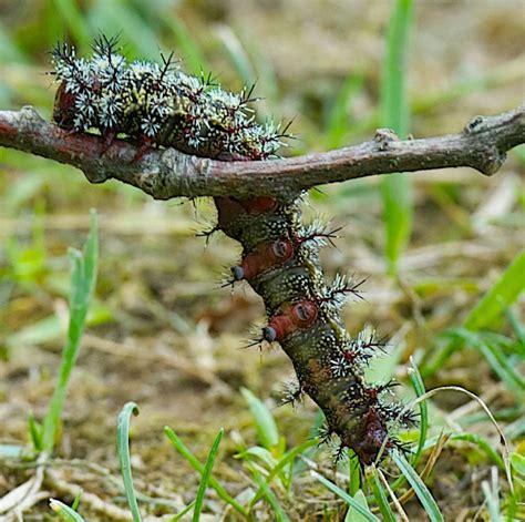 Red and the Peanut: Buck Moth caterpillar (Hemileuca maia) - another ...