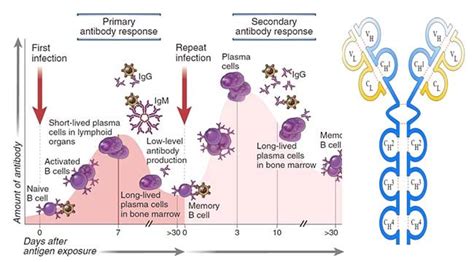 12 Differences between Primary and Secondary Immune Response | Immune ...