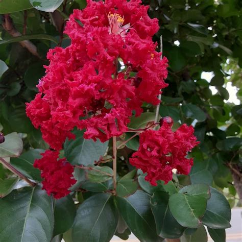 Dwarf Crape Myrtle Etsy