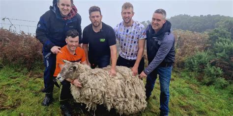 Unglaubliches Aus Schottland Schaf Vom Fu Einer Steilen Klippe