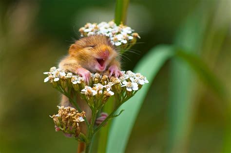 Comedy Wildlife Photography Awards features the funniest animals of the ...