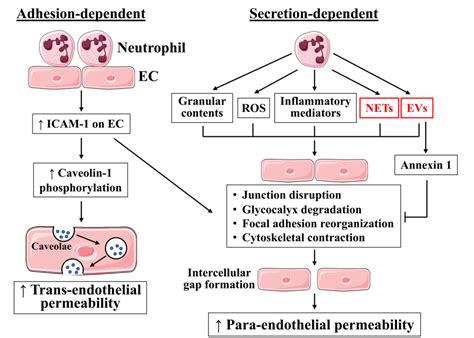 Figure From Role Of Neutrophil Extracellular Traps And Vesicles In