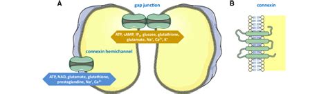 A Gap Junctions Consist Of Two Connexin Hemichannels Of Adjacent Cells