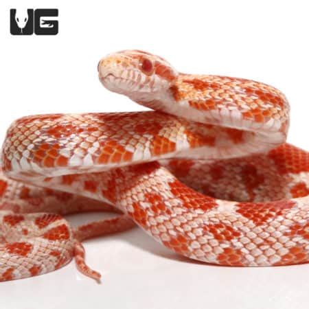 Baby Amel Het Palmetto Cornsnake Pantherophis Guttatus For Snakes