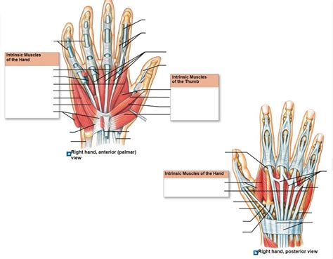 Intrinsic Hand Muscles Diagram | Quizlet