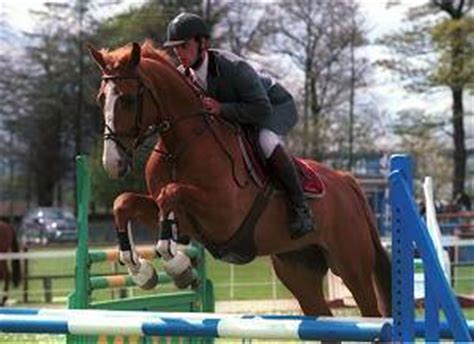 Jumping - Horses Photo (5625960) - Fanpop