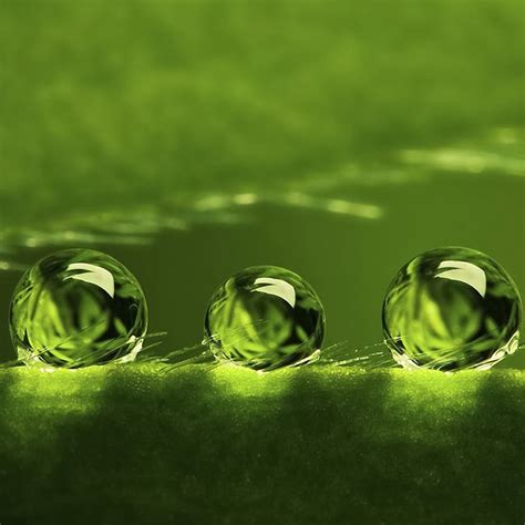 Water drops macro iPad Wallpapers Free Download