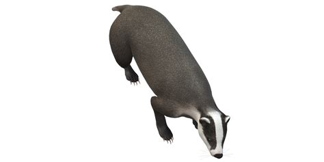 Badger isolated on a Transparent Background 35421164 PNG