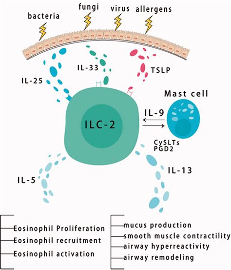 Activation And Expansion Of Group 2 Innate Lymphoid Cells Download