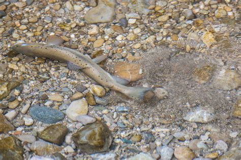 Europ Ische Forelle Bachforelle Flussforelle Fisch Heintges