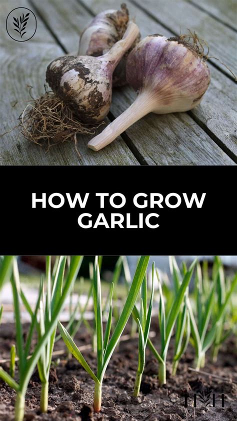 Going To Seed Garlic