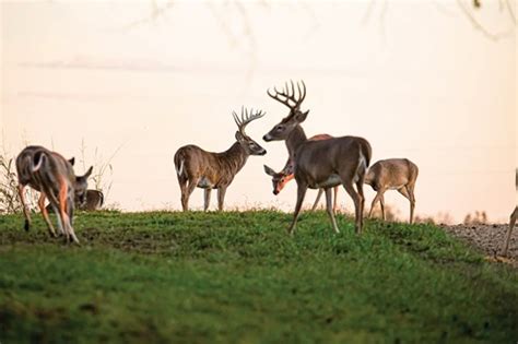 White-Tailed Deer Program | Mississippi Department of Wildlife ...