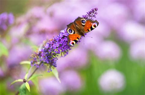 What Herbs Attract Butterflies Chicago Land Gardening