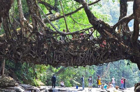 Living Roots Bridge – Cherrapunji, Meghalaya: tree roots are trained to grow and form of tree ...