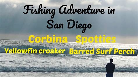 Fishing San Diego Surf And Bay For Corbina Yellowfin Croaker Spotties