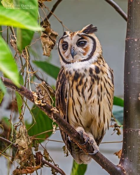 Striped South America And Parts Of Central By Kester Clarke Wildlife