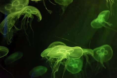 Moon Jellyfish Aurelia Aurita Green Translucent Color And Green