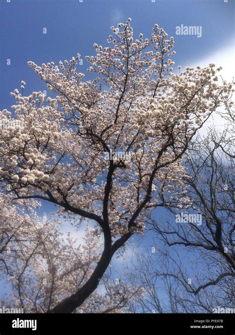 Cherry Blossom, Shinjuku Gyoen, Shinjuku, Tokyo Stock Photo - Alamy