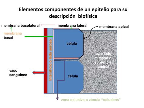 Ppt Biof Sica De Transporte A Trav S De Epitelios Powerpoint