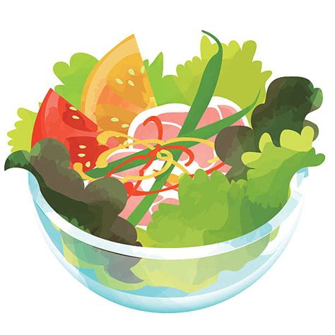 Lollo Rosso Salat Illustrationen Und Vektorgrafiken Istock