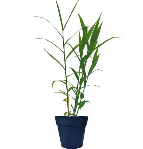 Edible Ginger Plant | Ginger Plants For Sale | Citrus.com