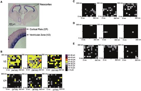 Mapping Distribution Of The Pax Mrna In Sections Of Mouse Embryonic