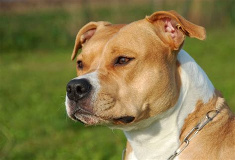 L American Staffordshire Terrier le chien qui a défié la loi