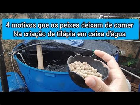 4 motivos que fazem as tilápias parar de comer em criação de peixe em