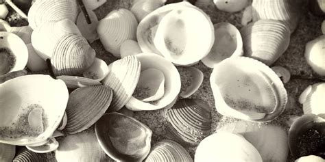 8 Rarest Seashells In The World