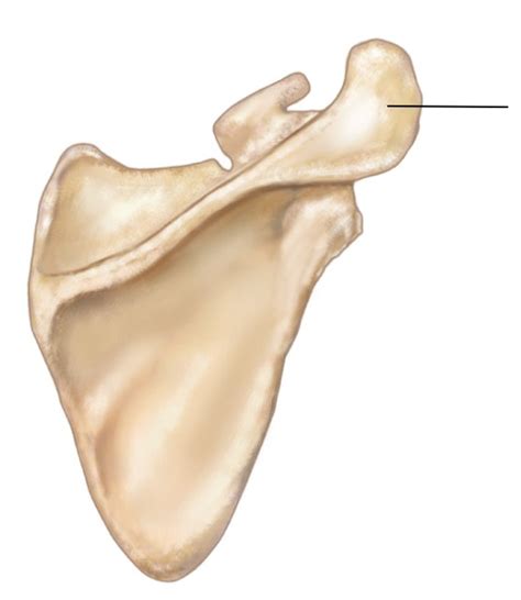 Scapula Flashcards Memorang