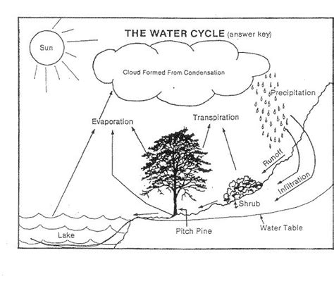 10 Water Cycle Worksheets - Free PDF at worksheeto.com