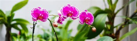 The Best Practices for Watering Orchids